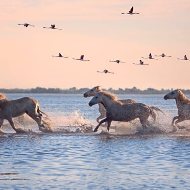 Weisse Pferde galoppieren durch flaches Wasser, während Flamingos darüber fliegen.