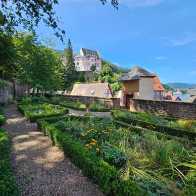gartenjuwel-mit-mainblick-der-renaissancegarten-miltenberg.jpg Garten mit gepflegten Hecken und blühenden Pflanzen vor einem Schloss auf einem Hügel.