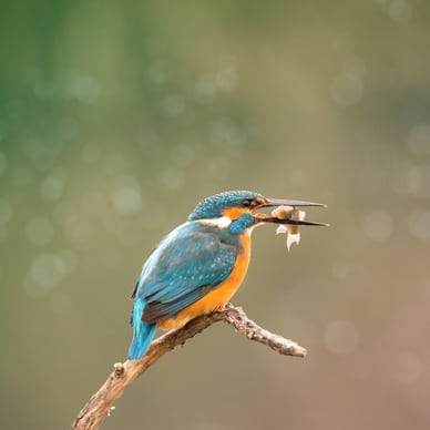 eisvogel