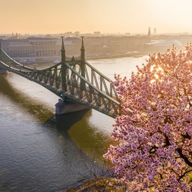 Frühlingsblüte mit Blick auf eine Brücke über einen Fluss.