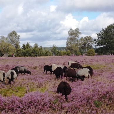 zuhause-in-der-nordischen-heide-und-moorlandschaft-heidschnu.jpg Schafe auf einer violetten Heidewiese unter bewölktem Himmel.