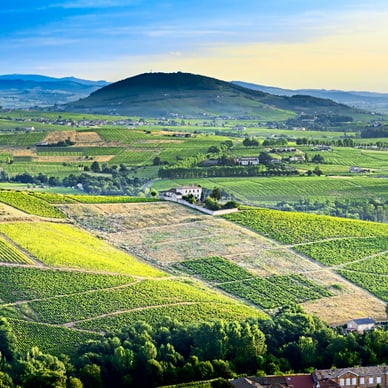 Weinberge und Hügel in der Landschaft bei Sonnenuntergang.