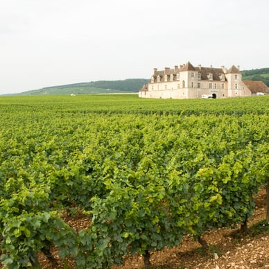 Weingut inmitten von Weinbergen mit einem Herrenhaus im Hintergrund.