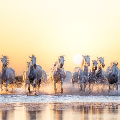 Eine Gruppe von weissen Pferden galoppiert durch flaches Wasser bei Sonnenuntergang.