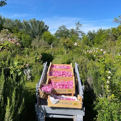 Gartenweg mit Körben voller Rosenblüten.
