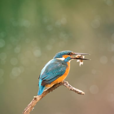 eisvogel eisvogel