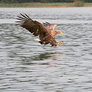 europas-seeadler-hotspot-das-oderdelta.jpg Adler fliegt knapp über dem Wasser.