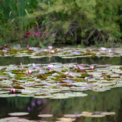 Teich mit Seerosen und umgebender Vegetation.