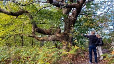 Zwei Personen betrachten einen grossen Baum im Wald.