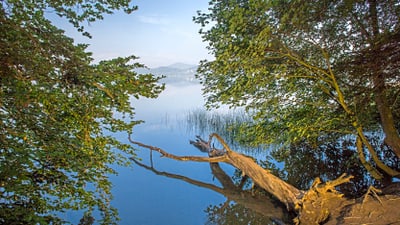 vulkaneifel-laacher-see.jpg Umgestürzter Baum am Seeufer, umgeben von Bäumen.