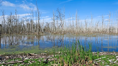 Tote Bäume und Teich unter blauem Himmel.
