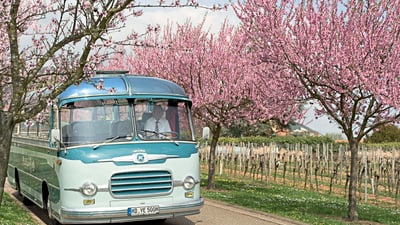 Blauer Oldtimer-Bus fährt an blühenden Kirschbäumen vorbei.