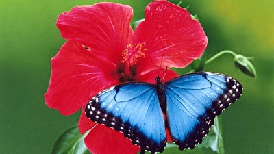 schmetterlingsgarten-schloss-sayn.jpg Blauer Schmetterling auf roter Blüte.