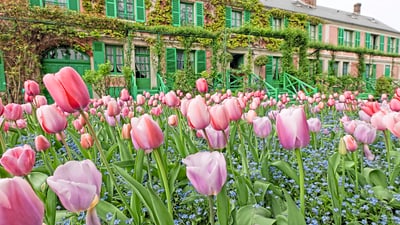 twerenbold_38048.jpg Rosa Tulpen vor einem mit Efeu bewachsenen Haus in Giverny.