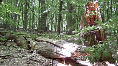 Sonnenbeschienener Wald mit umgestürztem Baumstamm.