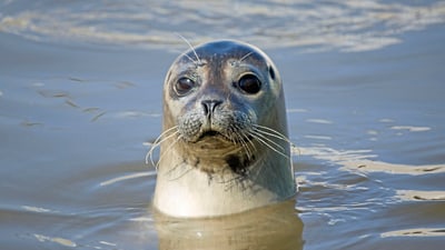 insel-texel.jpg Robbe schaut aus dem Wasser.