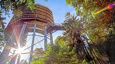 Aussichtsplattform im Wald mit Sonne hinter Bäumen.