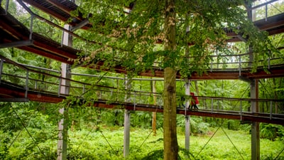 twerenbold_89072.jpg Moderne Holzplattformen um Baum im grünen Wald.