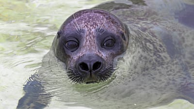 twerenbold_74851.jpg Nahaufnahme einer Robbe im Wasser.