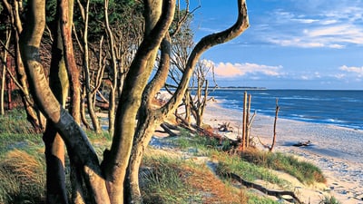 halbinsel-fischland-darss-zingst.jpg Strand mit Bäumen und Meerblick unter blauem Himmel.