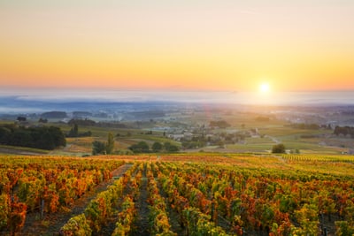 leuchtender-herbst-im-burgund.jpg Sonnenaufgang über einem Weinberg mit herbstlichen Blättern.
