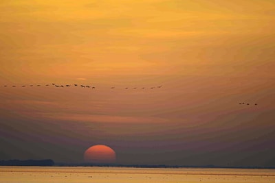 Sonnenuntergang am Meer mit fliegenden Vögeln.