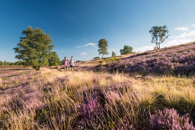 Zwei Personen wandern durch eine Heide mit lila Blumen und Bäumen.