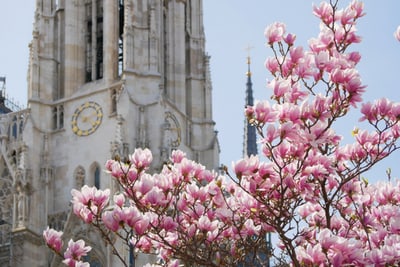 wien-im-magnolienzauber-ein-hauch-fruehling-in-der-stadt.jpg Rosa Blüten vor einer gotischen Kirche mit Uhrturm.