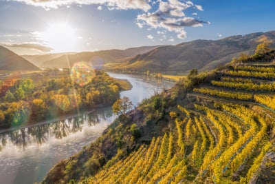 Herbstliche Weinberge am Flussufer bei Sonnenuntergang.