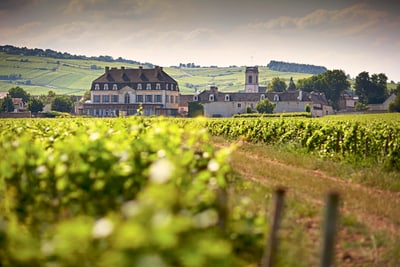 Weinberge mit französischem Dorf im Hintergrund.
