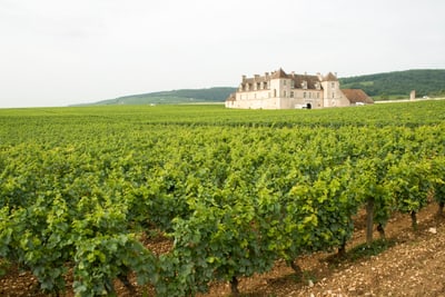 Weingut inmitten von Weinbergen mit einem Herrenhaus im Hintergrund.