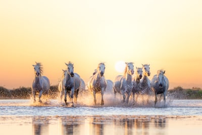 Eine Gruppe von weissen Pferden galoppiert durch flaches Wasser bei Sonnenuntergang.