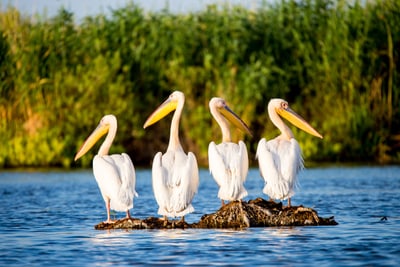 Vier Pelikane auf einem Felsen im Wasser.