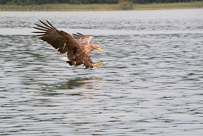 Adler fliegt knapp über dem Wasser.