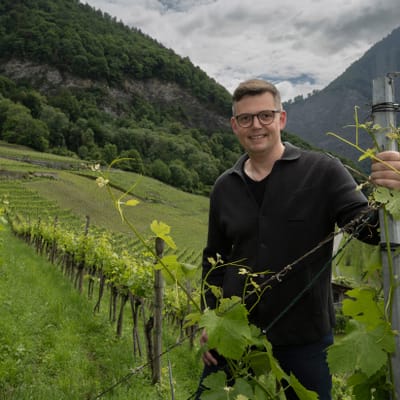 Person in einem Weinberg vor Berglandschaft.