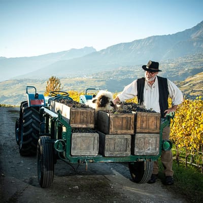 Mann mit Traktor und Traubenkisten in Weinberg.
