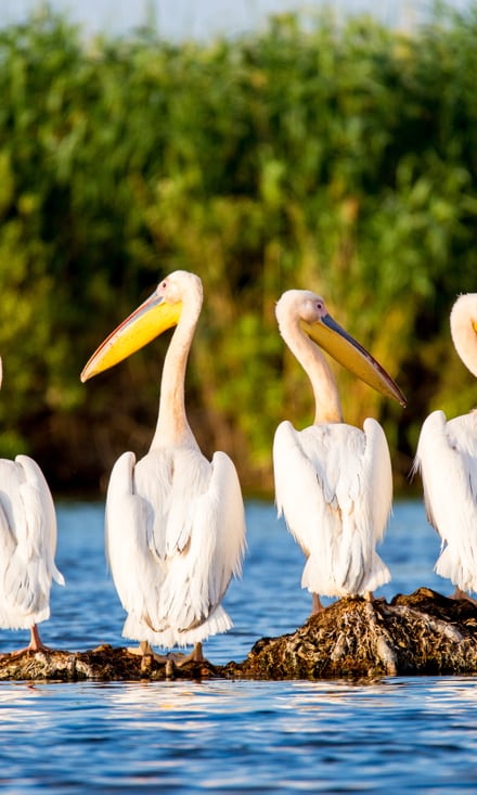 Vier weisse Pelikane auf Felseninsel im Donaudelta, umgeben von dichten Schilffeldern.