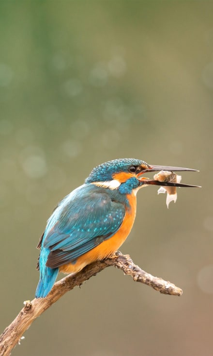 eisvogel eisvogel