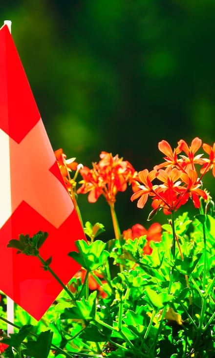 Nahaufnahme einer Schweizer Flagge in einem Blumengarten.