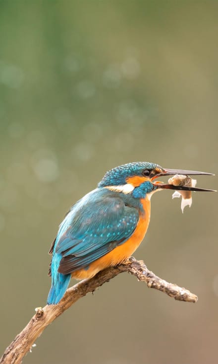 eisvogel eisvogel