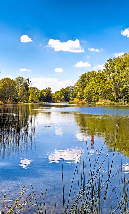 Ein ruhiger See mit Bäumen und Wolken am Himmel.