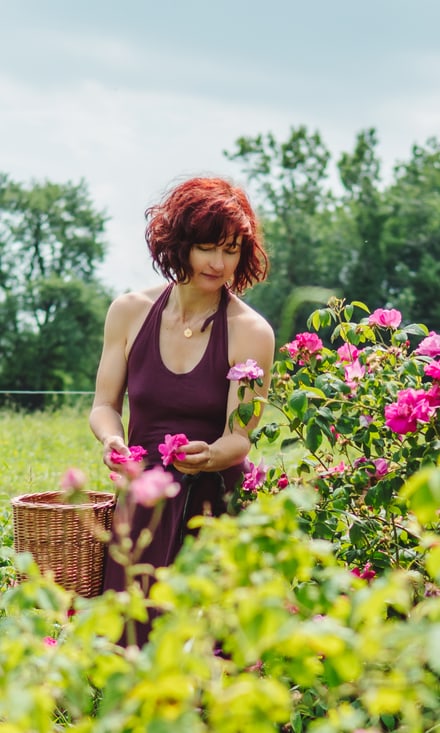 Frau mit roten Haaren im violetten Halterkleid pflückt rosa Rosen in einem Rosenfeld in Uetliberg.