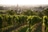 Weinreben mit einer Stadt im Hintergrund.