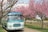 Blauer Oldtimer-Bus fährt an blühenden Kirschbäumen vorbei.