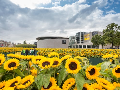 Feld voller Sonnenblumen vor einem modernen Gebäude.