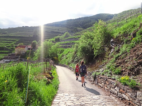 Zwei Wanderer mit Rucksäcken auf einem Steinpfad durch terrassierte Weinberge in Österreich.