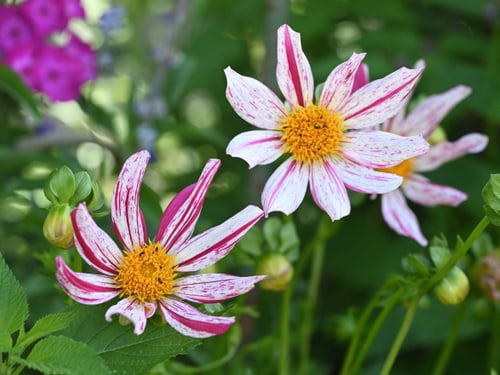 Zwei rot-weiss gestreifte Blumen im Garten.