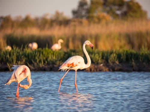 Zwei Flamingos im flachen Wasser der Camargue bei goldenem Sonnenuntergang, weitere Flamingos im Hintergrund.