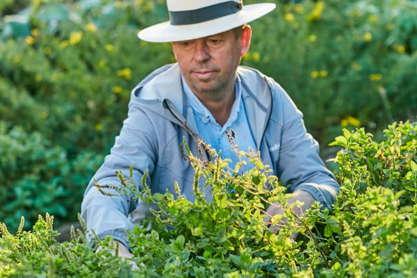 gartenwelten-an-drei-fluessen-1.jpg Person mit Hut arbeitet im Garten zwischen grünen Pflanzen.
