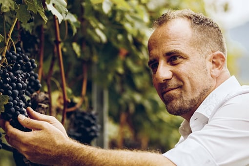 david-delea-winzer.png Person in weissem Hemd erntet Trauben im Weinberg.